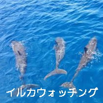 イルカウォッチング