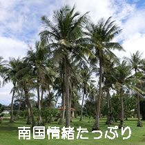 南国情緒たっぷり