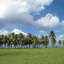 広大な芝生がある公園