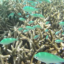 イパオビーチの熱帯魚