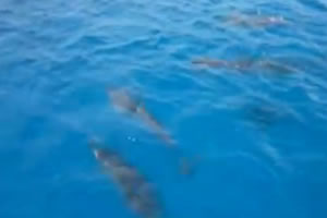 イルカウォッチング