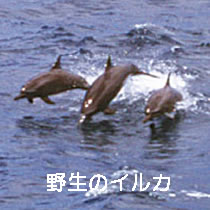 野生のイルカ