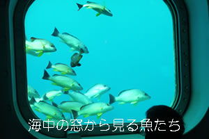 海中の窓から見る魚たち