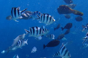 シュノーケリング