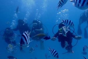 ファンダイビング