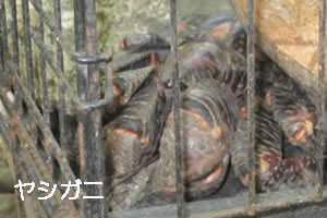 ヤシガニ