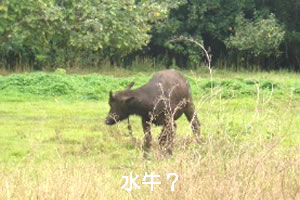 水牛