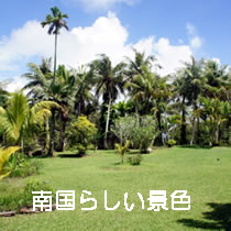南国らしい景色