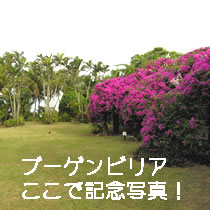 ブーケンビリア