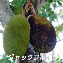 ジャックフルーツ