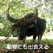 動物にも出会える